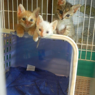 可愛い子猫３匹　【１．５ヶ月】