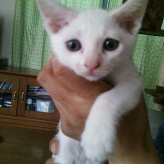 4匹の仔猫の里親募集！4匹の写真掲載中