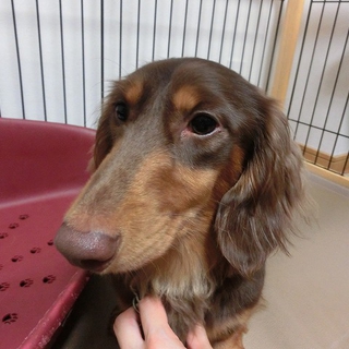 Mダックス♂推定2～3歳、茶太郎