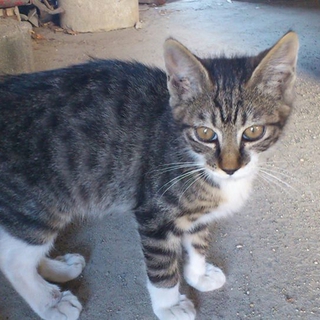 キジトラ子猫の里親募集→決まりました。