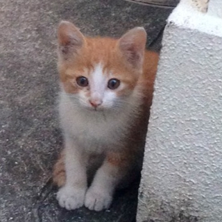 元気なキジトラの子猫達です！