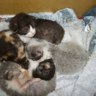 仔猫の里親募集します