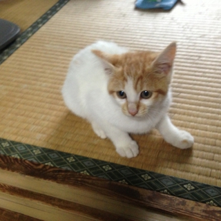 【急募】子猫の里親を募集します