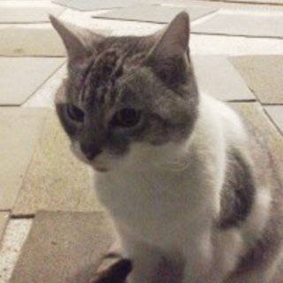 やよいちゃんに安心して暮らせる場所を下さい。