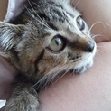 人&猫大好き!!な丸顔の可愛いメス子猫