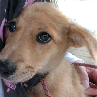 2か月仔犬里親募集