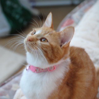 大人になってもいい子です
