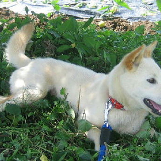 元気で甘えん坊小さめ幼犬ポポちゃん
