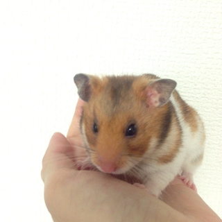 急募！ゴールデンハムスター