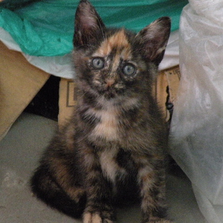 サビ猫ちゃんです