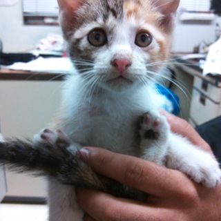 子猫　五匹
