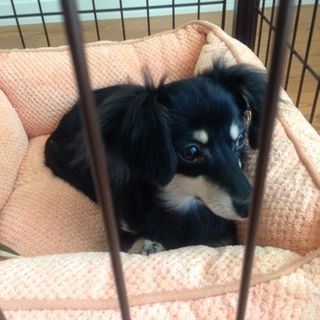 9ヶ月の可愛い子です。