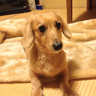 かわいがってくださる方を探しています