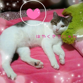 犬もＯＫ。もふもふ甘えん坊のタマ君