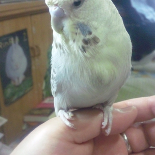 ジャンボセキセイインコの里親募集です