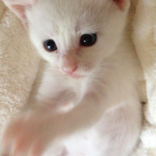 ☆可愛い白猫マルメロちゃん☆