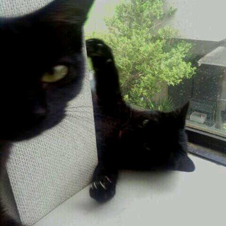 加須市   生後半年の黒猫の里親さんを募集中です