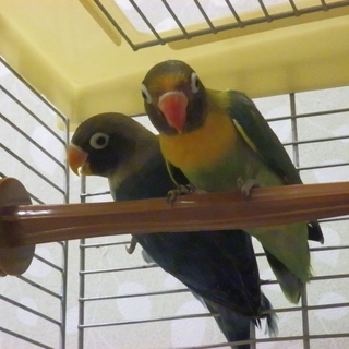 ボタンインコ2羽