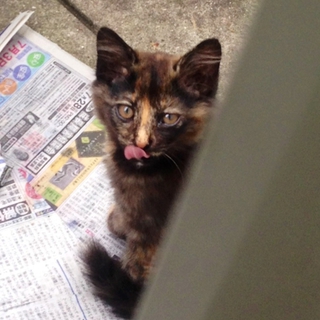 おっとりしたサビ子猫です（♀・5ヶ月）