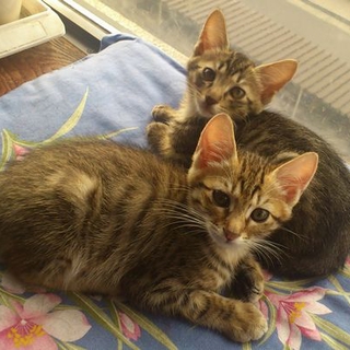 元気なきょうだい子ねこ