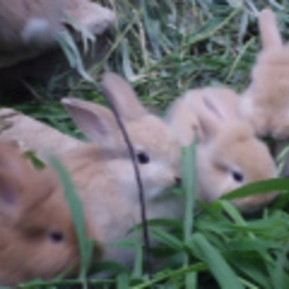 可愛い子うさぎ・・３羽募集中・約一ヶ月です・・。