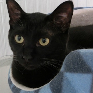 まん丸な目がかわいい、やさしい黒猫