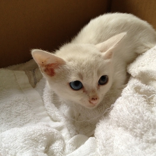 白猫オッドアイ♂二ヶ月