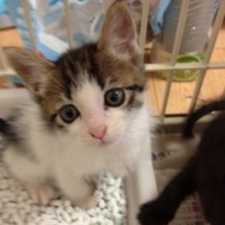 美形なキジシロ