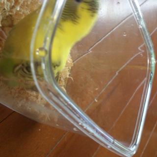 せきせいいんこの里親募集中