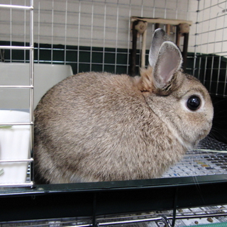 小ぶりで可愛い☆ネザーランド☆チェスナット