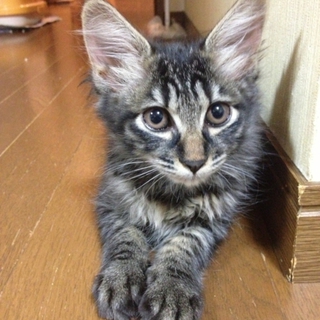 優雅なさばちゃん２カ月　美形です