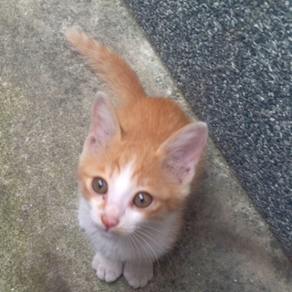 元気な赤茶猫お譲りします(生後約二ヶ月）