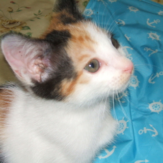 三毛猫　里親様決定しました！