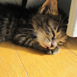 1ヶ月丸顔きじとら　さすけくん　募集一時停止