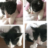 2ヶ月　はちわれ　子猫　2匹 サムネイル2