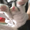 2ヶ月　はちわれ　子猫　2匹 サムネイル3