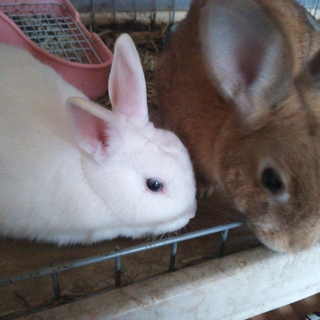 ☆二匹のミニウサギ☆
