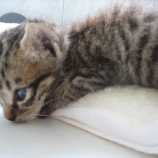 生後まもない子猫 もらってください