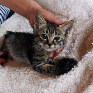 とっても可愛いキジ猫ちゃん！