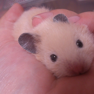 急募!キンクマハムスター♂2カ月里親募集中