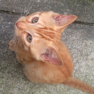 可愛い茶トラ猫お譲りします(♂・二ヶ月）