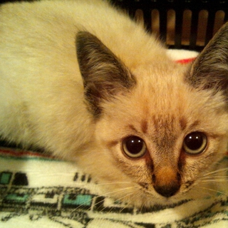 捨て子猫を助けてください