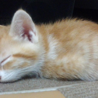 子猫を飼っていただける方！