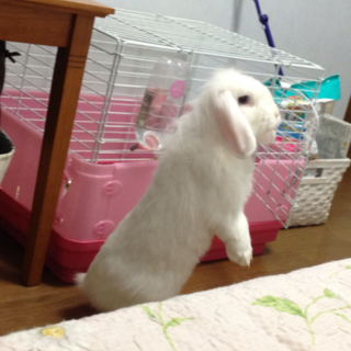 白うさぎ 購入前にプロフ確認必須 専用 うさぎ ぬいぐるみ 白 アミューズ AMUFUN ぷちまる オールスター