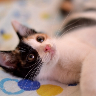 甘えん坊の三毛猫さん２
