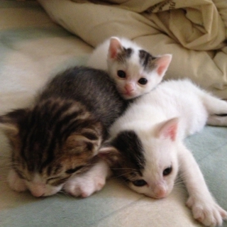 子猫の里親募集