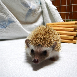 生後２か月のハリネズミ
