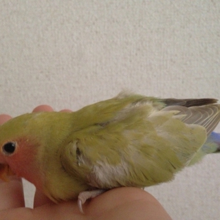 里親決定しました！