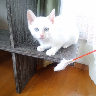 美猫ちゃんの里親さん大募集！