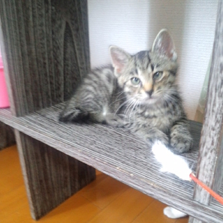 ムクムクの可愛い子です
